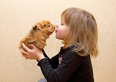 little-girl-kissing-guinea-pig