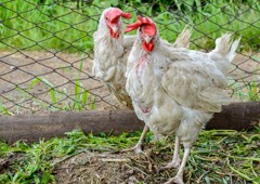 Moulting leghorn chickens in backyard coop