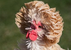 polish-chicken-sneezing