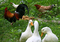 backyard ducks and chickens foraging