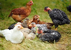 Pullets are halfway between full-grown chickens and baby chicks