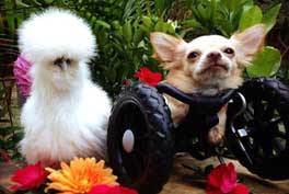 rescued-dog-and-silkie-chicken-become-best-friends