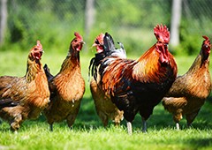 Roosters play an important role in the backyard chicken flock