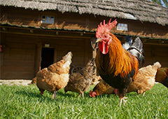 Rooster and hens in backyard flock