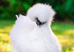 silkie bantam chickens are a popular pet for their gorgeous appearance and friendly personality