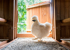 silkie chicken in the Mansion coop