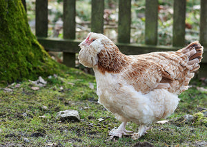 small backyard chicken breed