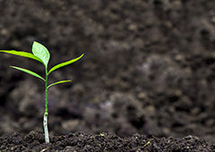 Young sprout in soil