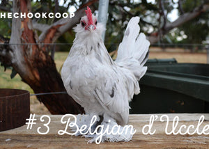cute chicken breed belgian duccle