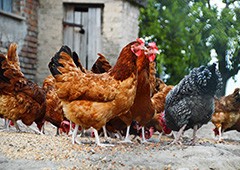 Flock of healthy backyard chickens