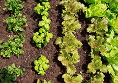 spring and summer are an excellent time to start vegetable farming