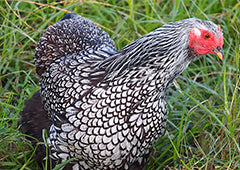 barnevelder chicken breed