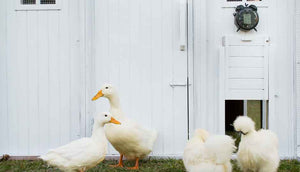 white mansion chicken coop with ducks and automatic door opener