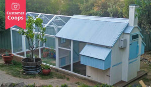 painted white and blue mansion chicken coop and run