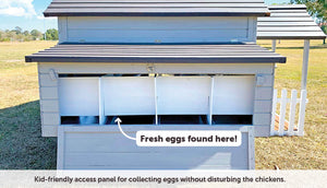 kid friendly nesting box panel to collect eggs without disturbing chickens