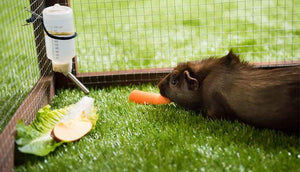 guinea pig eating carrot inside piggy parlour