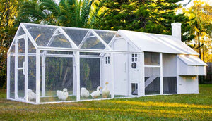 white painted chicken coop and run with silkie and ducks inside