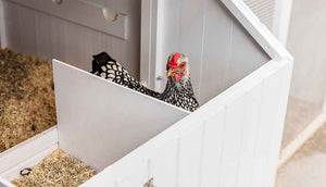 wyandotte hen inside white mansion chicken coop nesting box