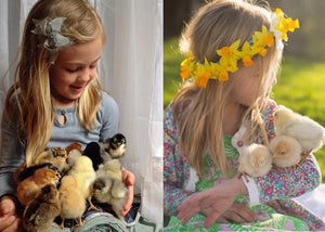 little girl cuddling baby chickens