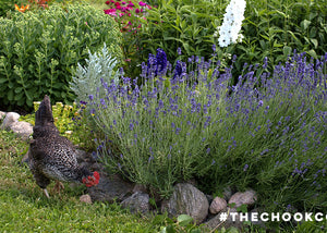 chickens are good for your gardens