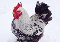Cochin chicken rooster in snow