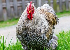 Cochin chicken in grass