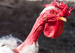 Naked Neck backyard chicken