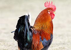 New Hampshire Red rooster in backyard