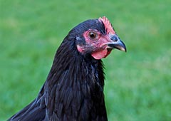 Australorp chicken in backyard