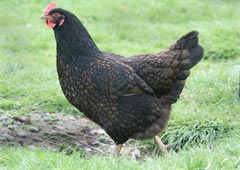 Barnevelder chicken in backyard