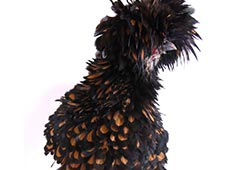 Frizzle chicken profile