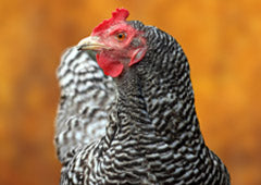 Barred Plymouth Rock chicken in backyard