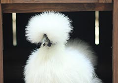 Silkie chicken in backyard chicken coop