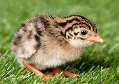 Guinea fowl keet