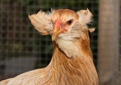 Araucana-chicken-with-mustache-in-coop-run