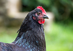 Black Australorp chicken profile