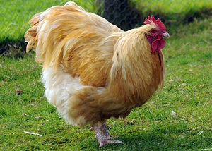 Buff orpington chicken