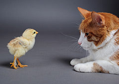 Baby chick and cat together