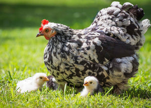 Why-you-should-keep-chickens-this-year