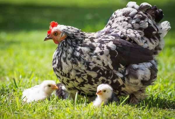 Why-you-should-keep-chickens-this-year