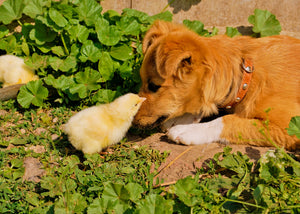 Puppy with baby chicks