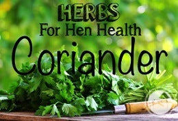 Herbs-For-Hen-Health-Coriander