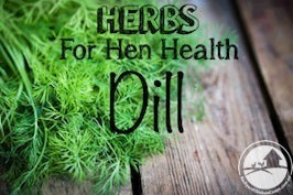 Herbs-For-Hen-Health-Dill