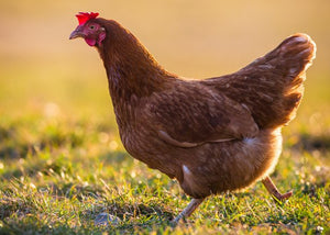 isa brown chicken free ranging in backyard