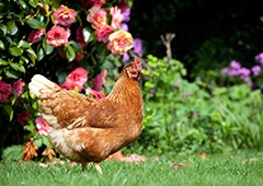 Plump Isa Brown chicken standing near some beautiful roses