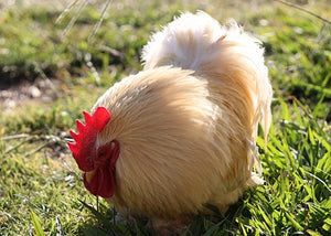 Pekin chicken rooster
