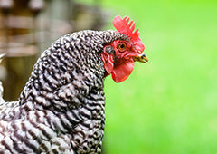 Barred Plymouth Rock chicken profile