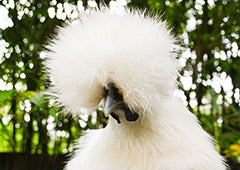 Fluffy silkie chicken head