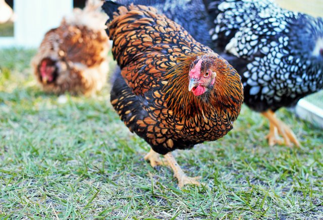 Flock of wyandotte chickens