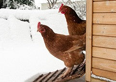 Two brown chickens leaving their coop for the snow